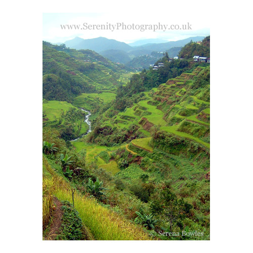 The vibrant greens of the Banaue rice terraces, the Philippines.